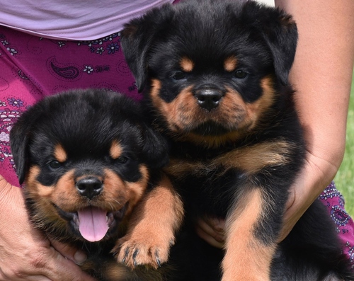 Black and Rust Rottweiler Puppies
